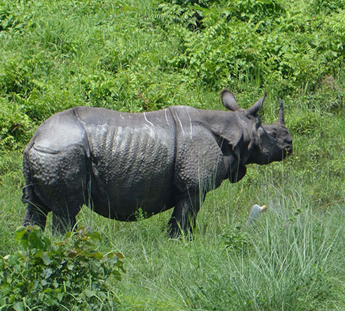 Jungle Safari in Dooars