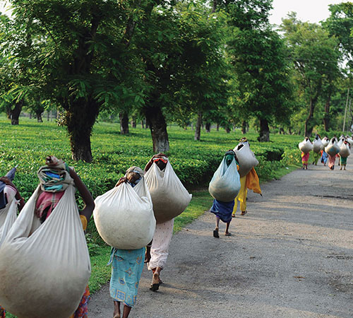Jaldapara - Buxa Tiger Reserve