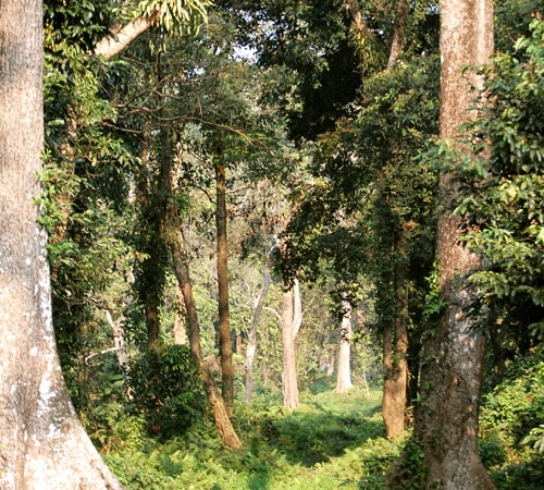 Memorable Dooars Tour