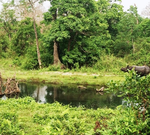 Graceful Dooars Tour