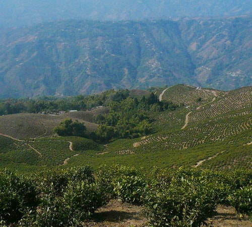 Incredible Dooars Hill Tour