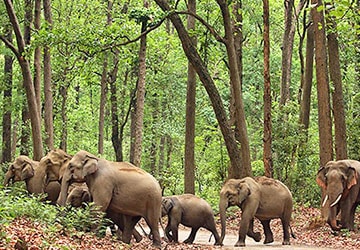 Dooars Tour Packages