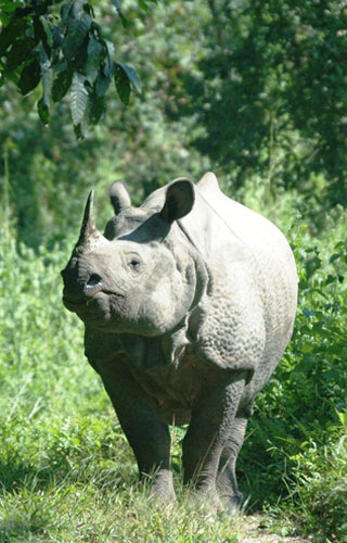 Chapramari Wildlife Park