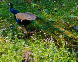 Garumara National Park