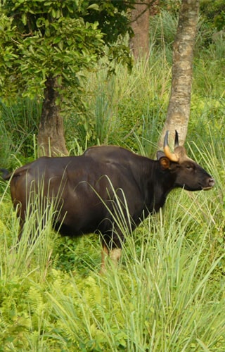 Jaldapara Wildlife Sanctuary