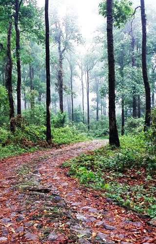Neora Valley National Park